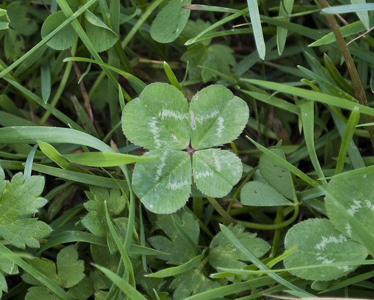 four leaf clover hidden in the grass