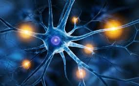 nerve cell